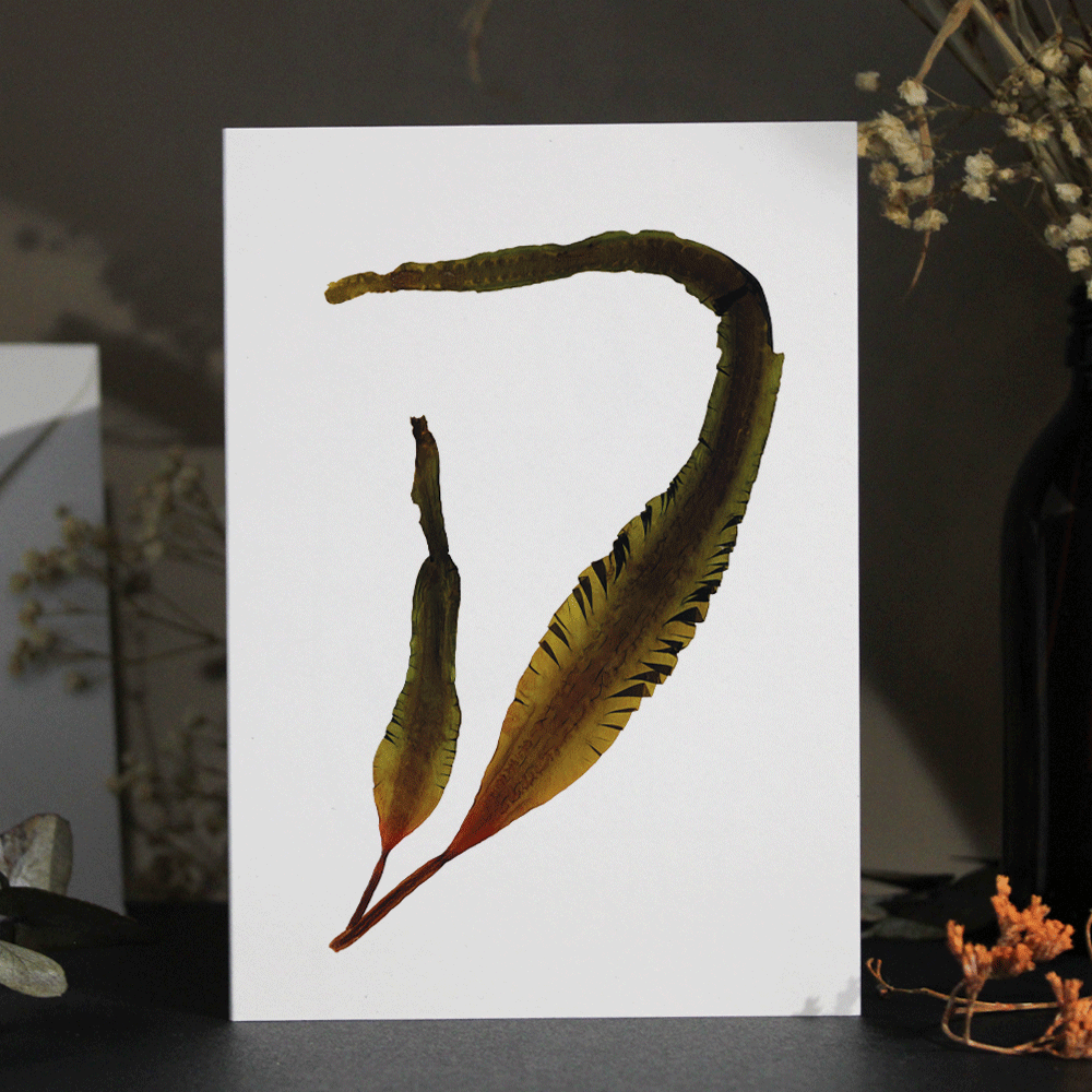 Sugar Kelp Seaweed Greeting Card A6