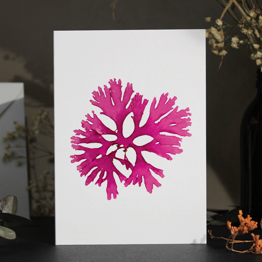 Beautiful Fan Weed Seaweed Greeting Card A6