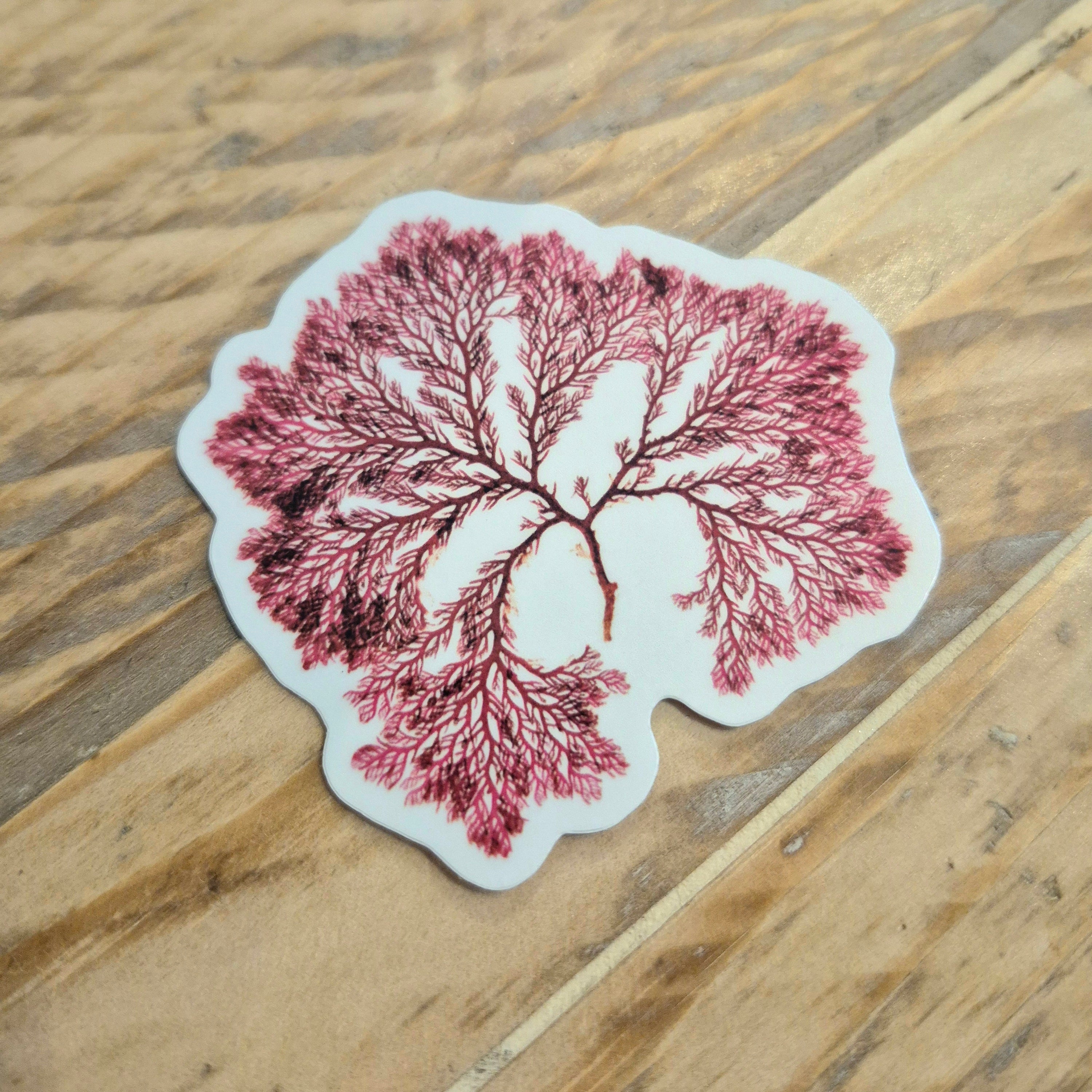 Red comb weed seaweed sticker