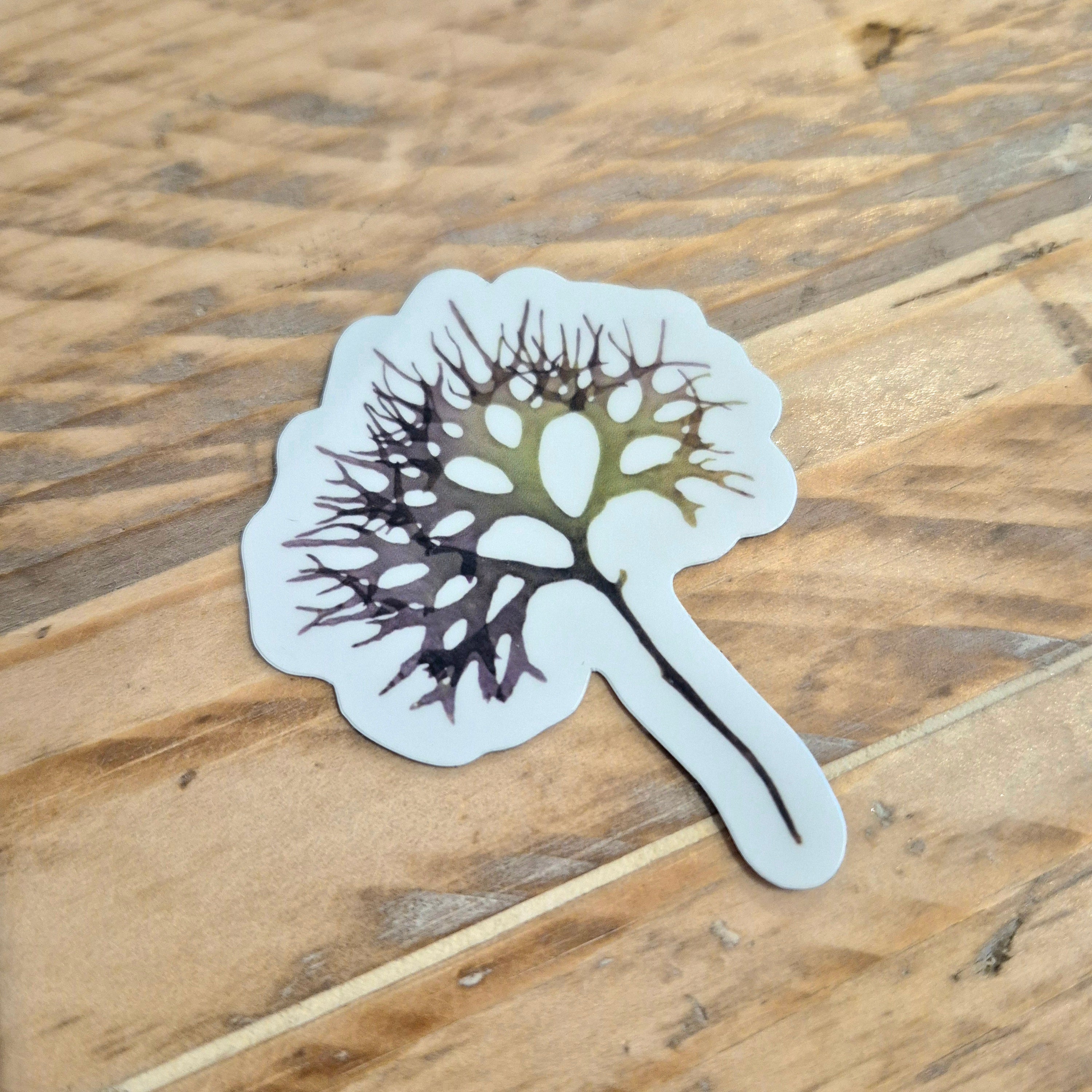 Irish Moss seaweed sticker