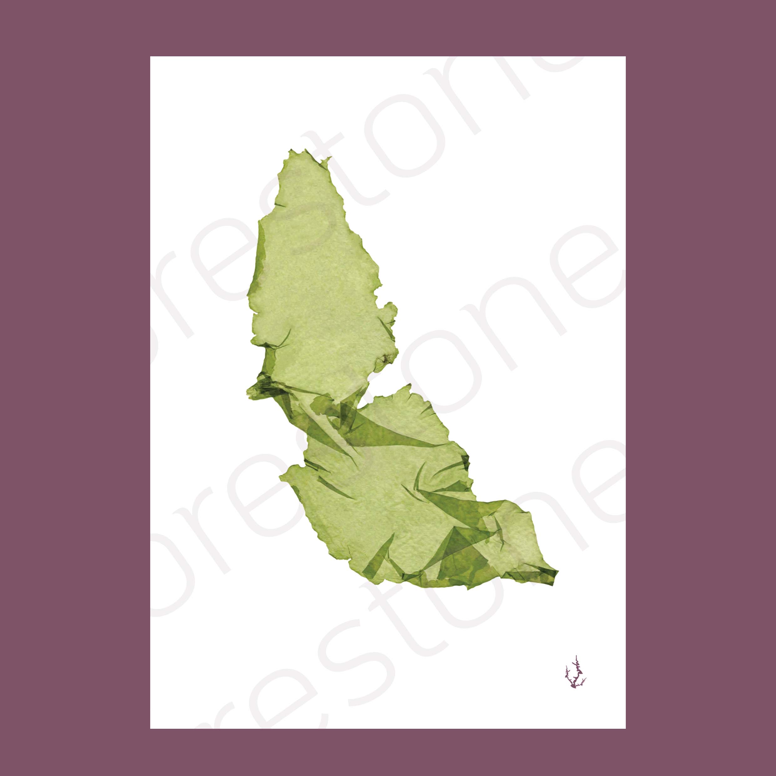 Sea Lettuce Art Print A4
