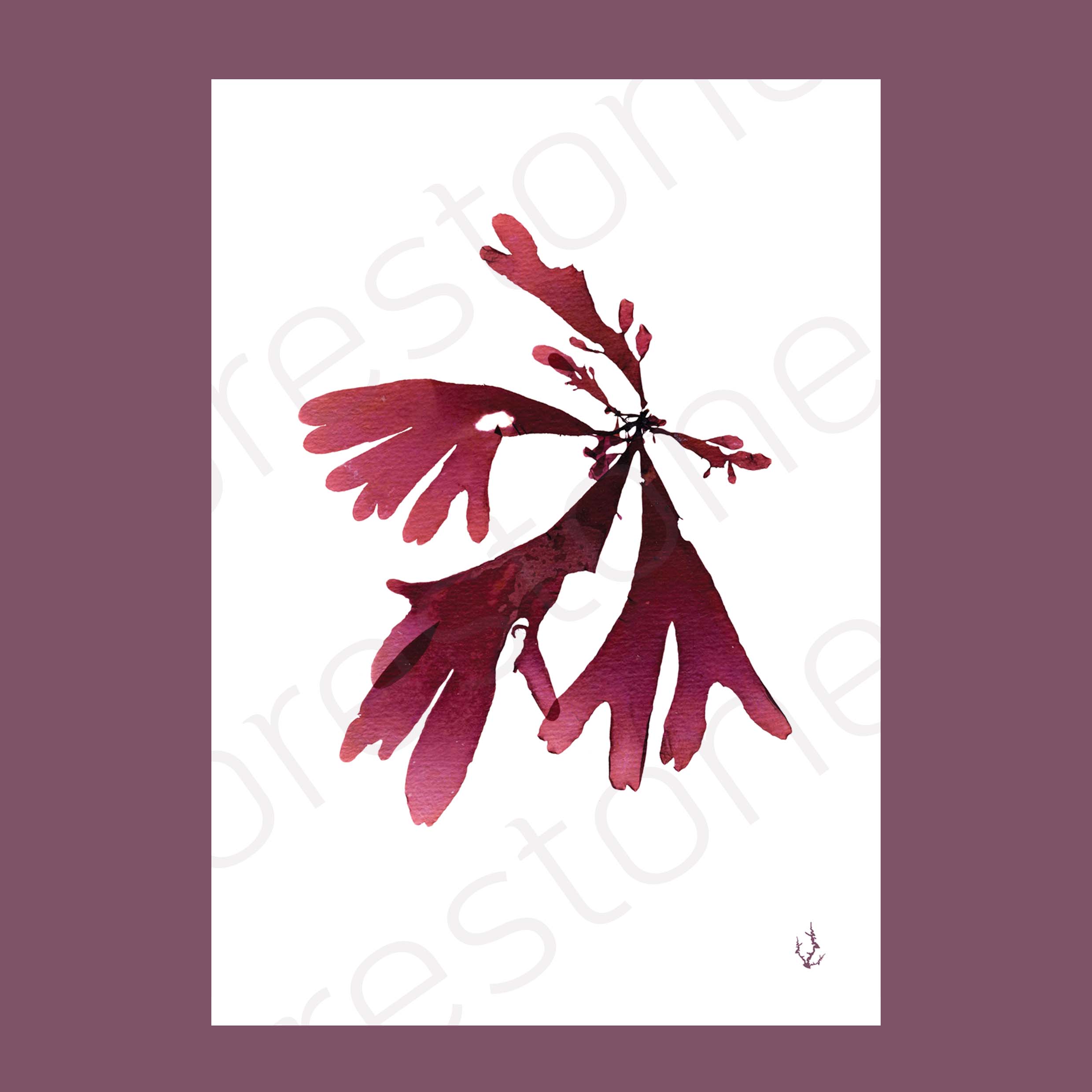Dulse Art Print A4