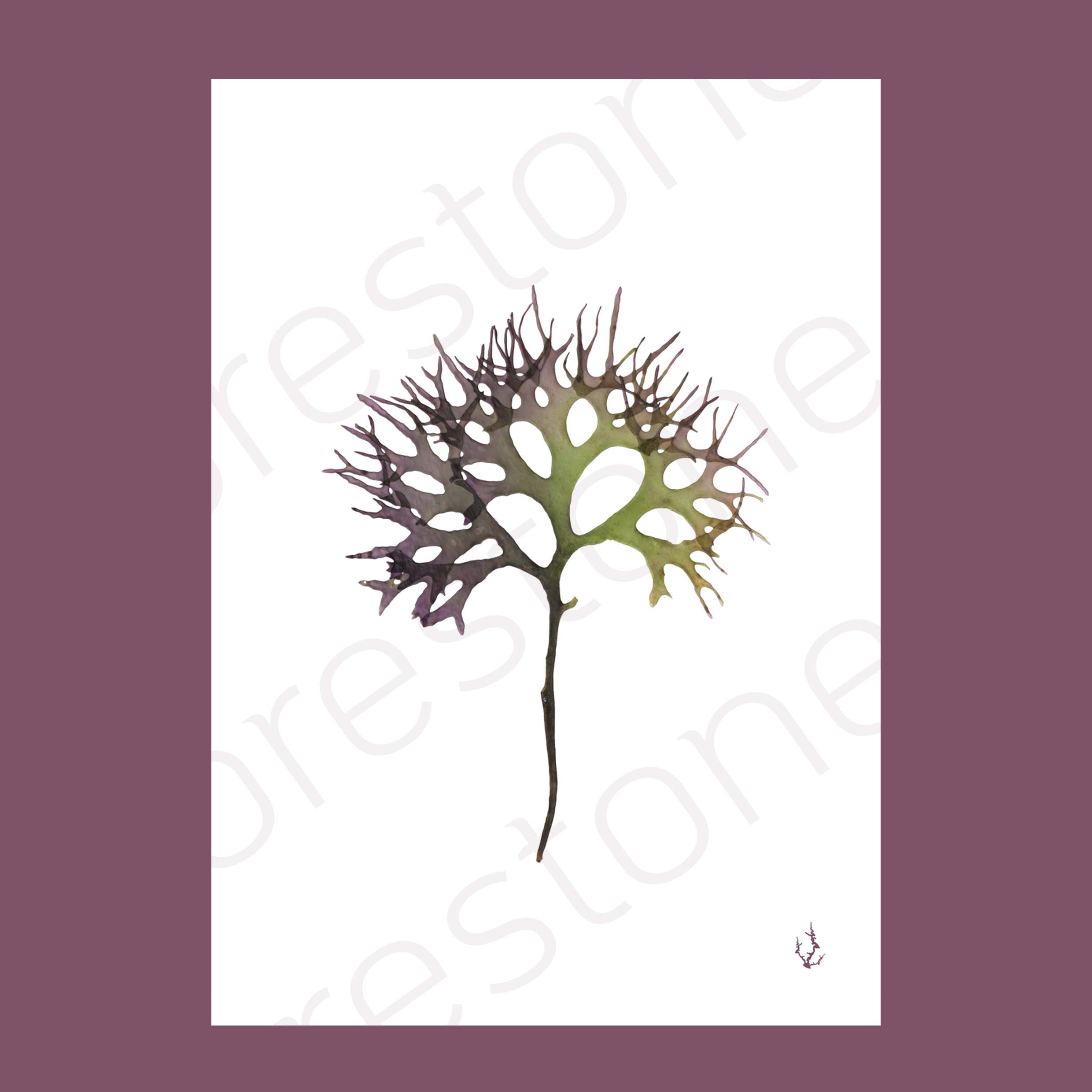 Irish Moss Art Print A4