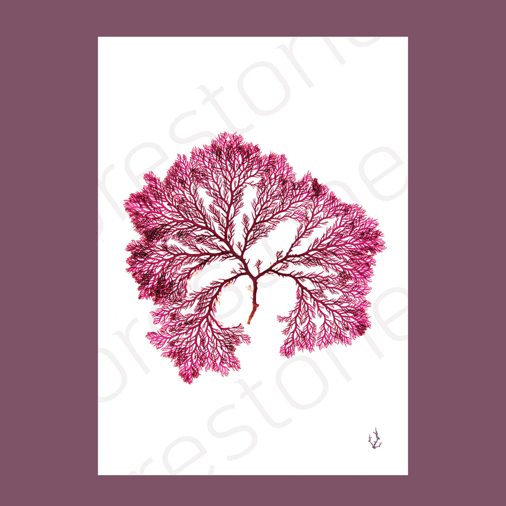 Red Comb Weed Art Print A4