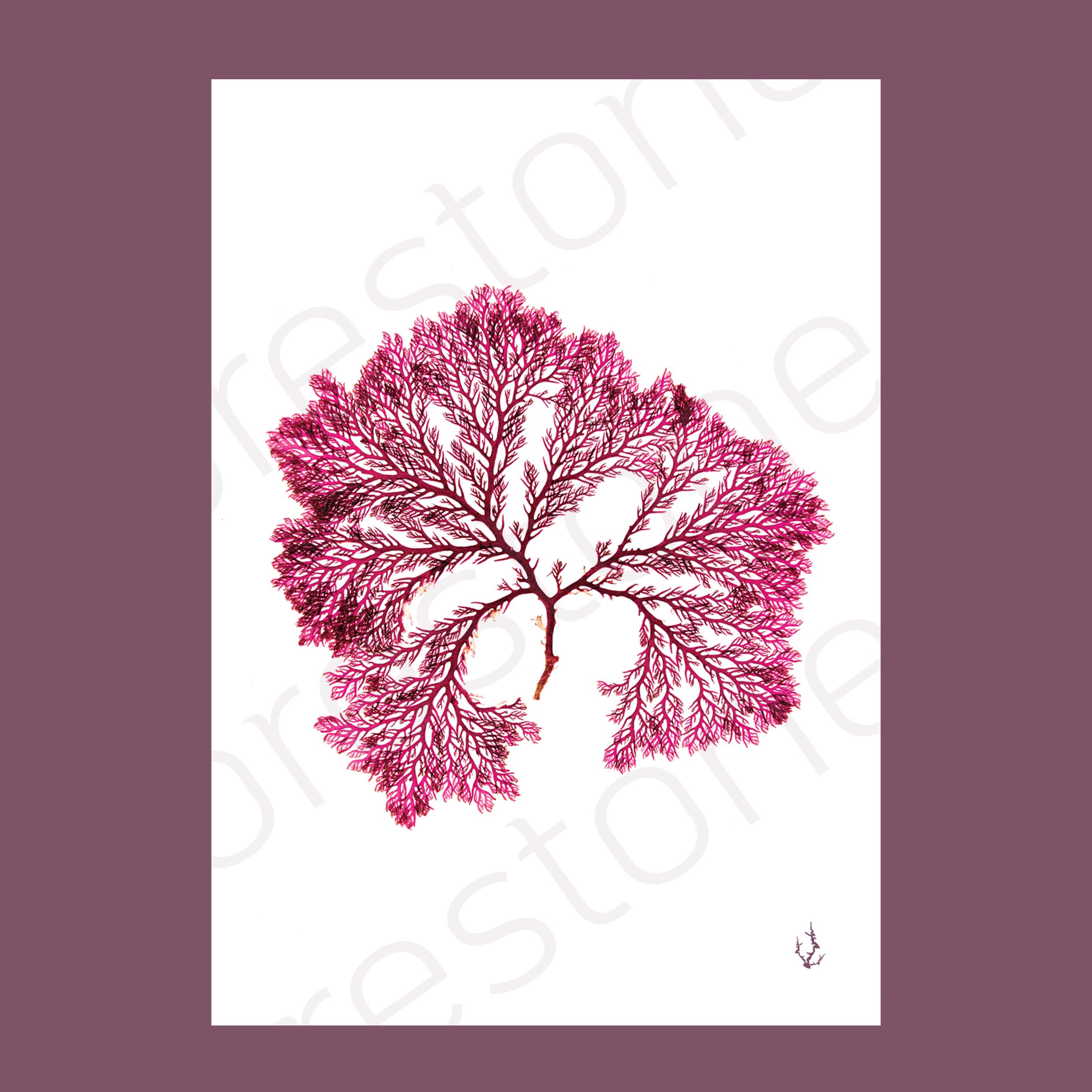Red Comb Weed Art Print A4