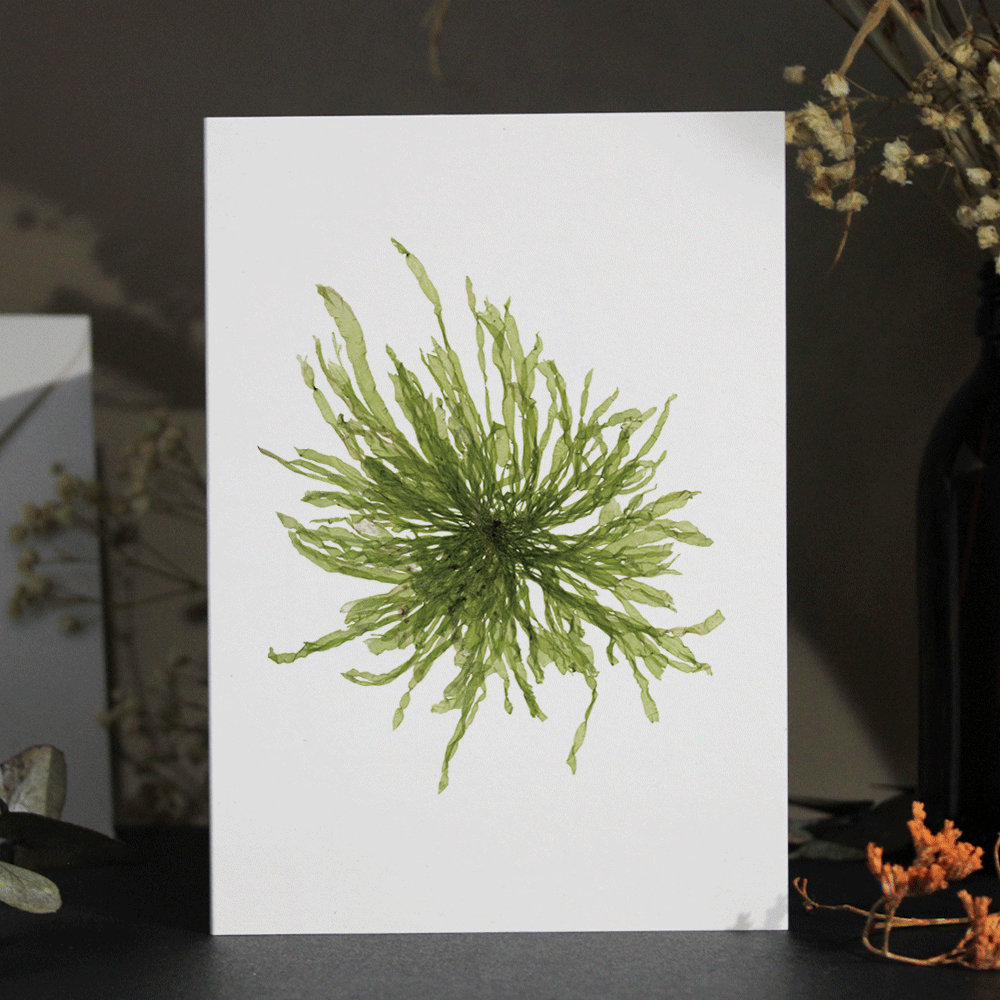 Gut Weed Seaweed Greeting Card A6