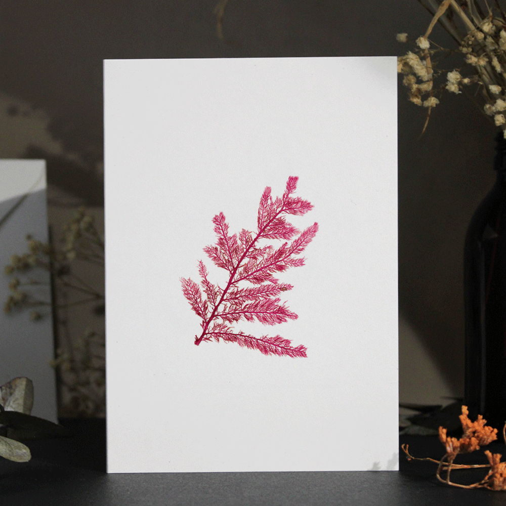 Red Comb Weed #1 Seaweed Greeting Card A6