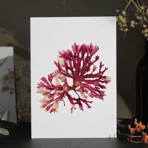 Beautiful Fan Weed #1 Seaweed Greeting Card A6