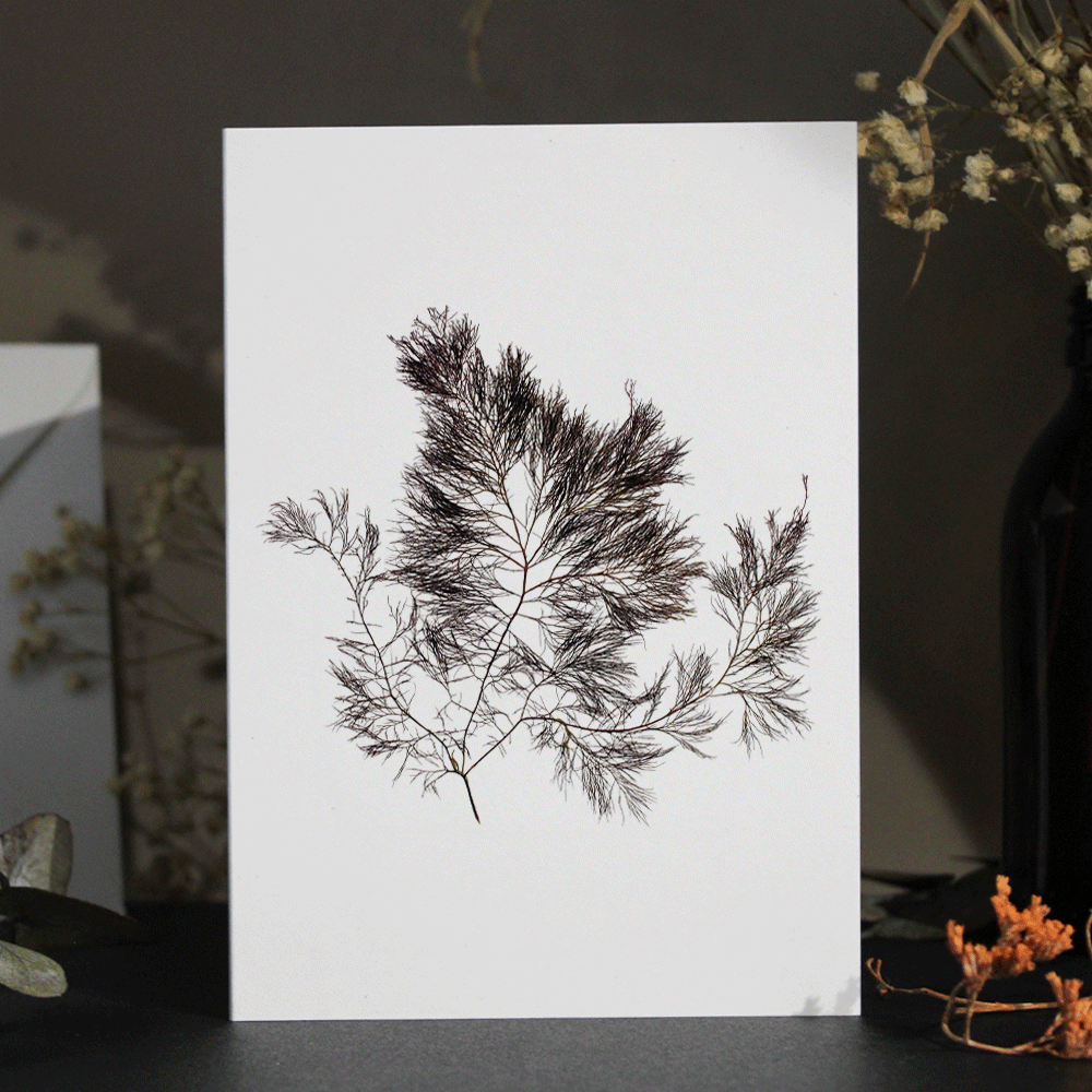 Pitcher Siphon Weed Seaweed Greeting Card A6