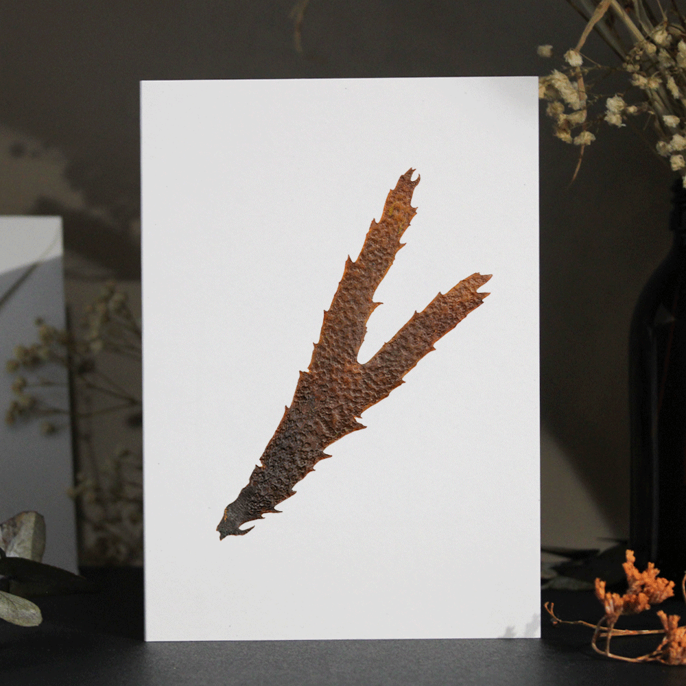 Serrated Wrack Seaweed Greeting Card A6