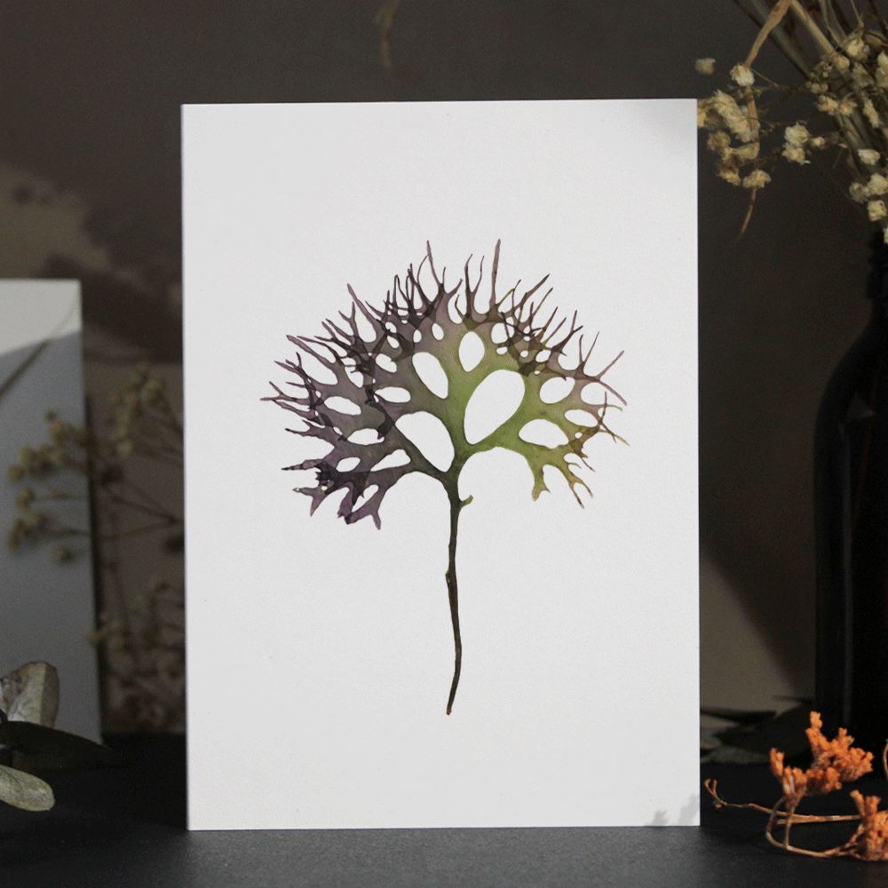 Irish Moss Seaweed Greeting Card A6