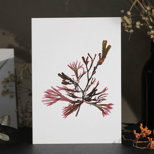 A Blend Seaweed Greeting Card A6