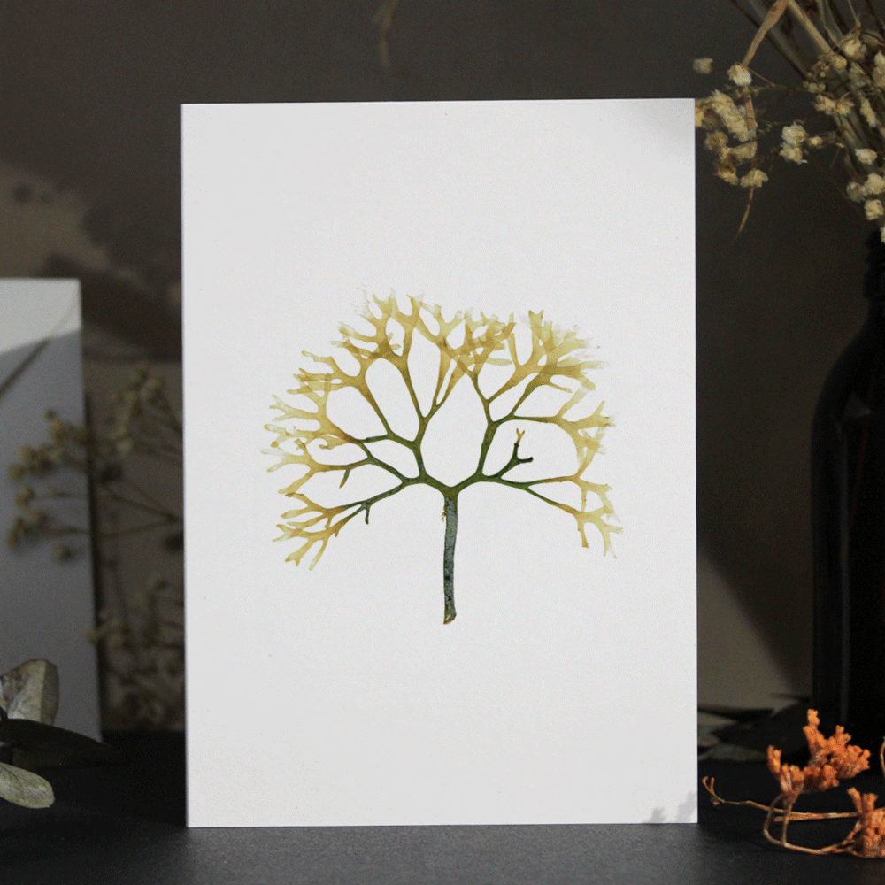 Brown Alga Seaweed Greeting Card A6