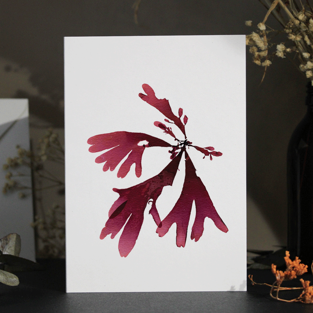 Dulse Seaweed Greeting Card A6