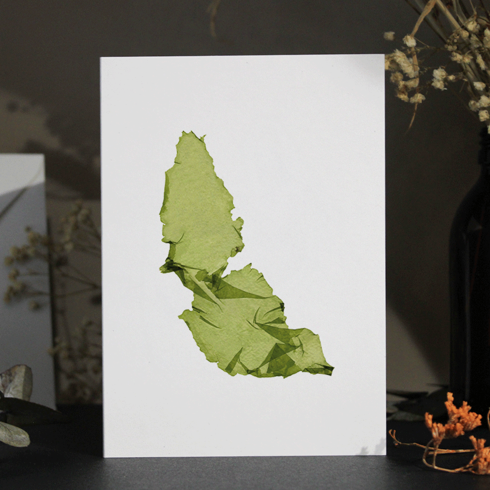 Sea Lettuce Seaweed Greeting Card A6