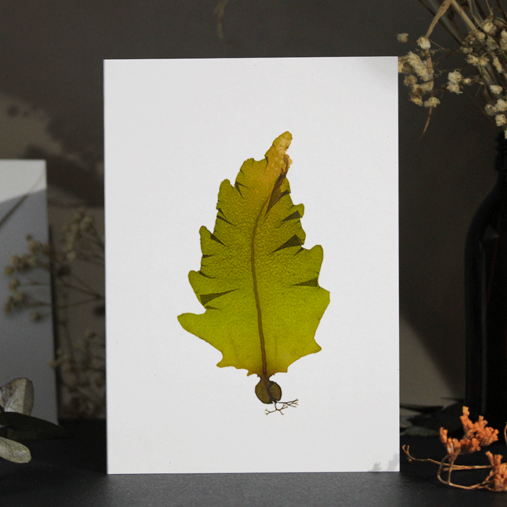 Wakame Seaweed Greeting Card A6