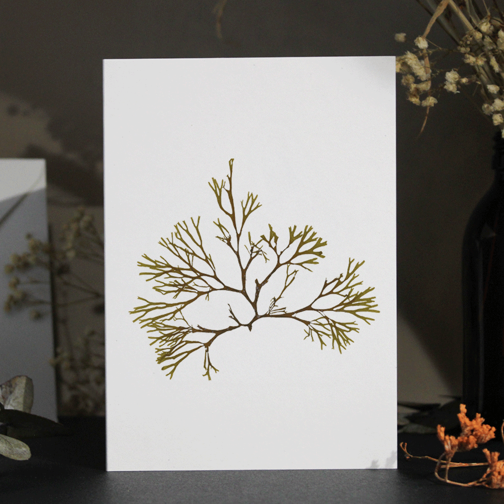 Brown Alga #2 Seaweed Greeting Card A6