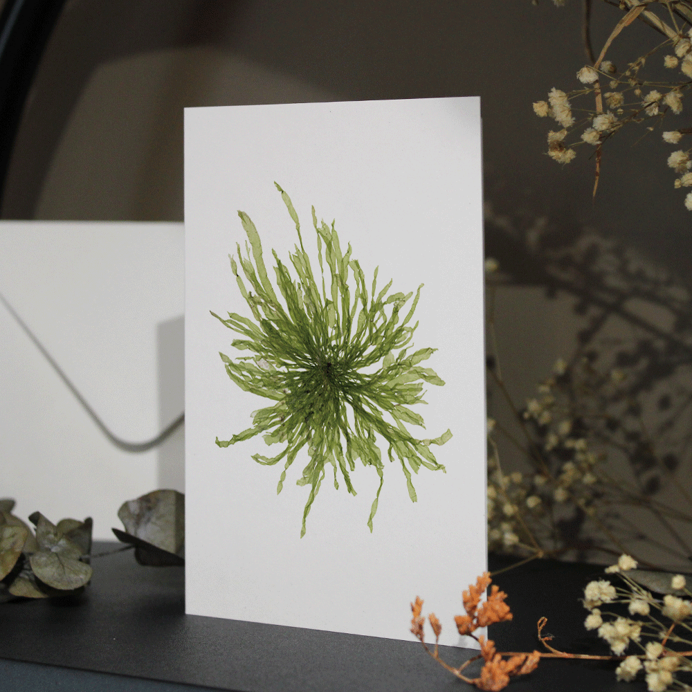 Gut Weed Seaweed Greeting Card A6