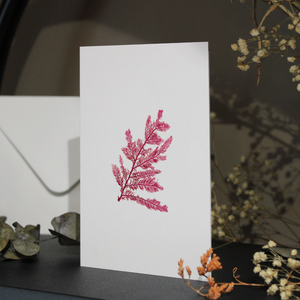 Red Comb Weed #1 Seaweed Greeting Card A6