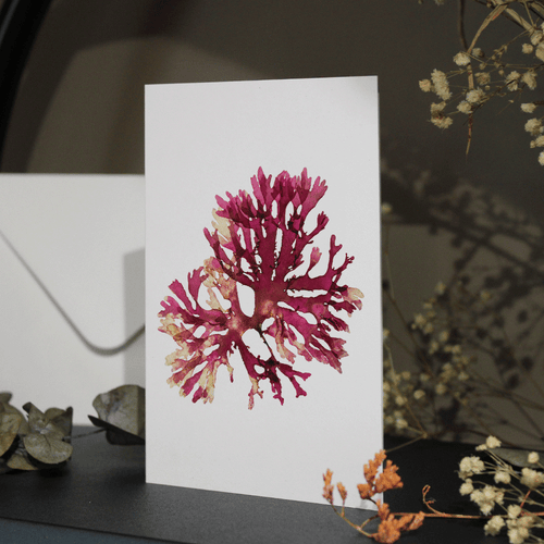 Beautiful Fan Weed #1 Seaweed Greeting Card A6