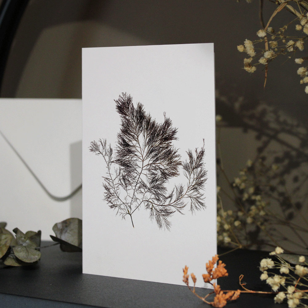 Pitcher Siphon Weed Seaweed Greeting Card A6