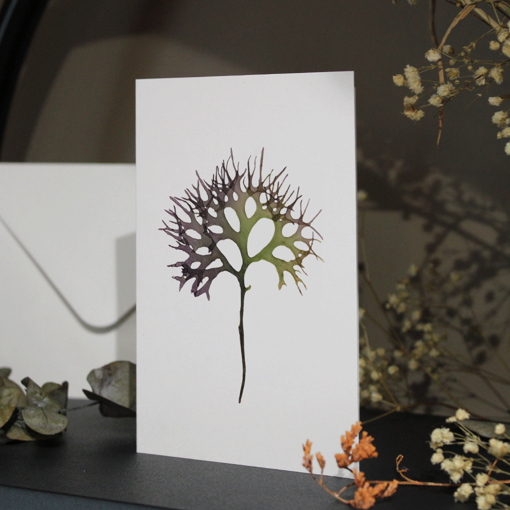 Irish Moss Seaweed Greeting Card A6
