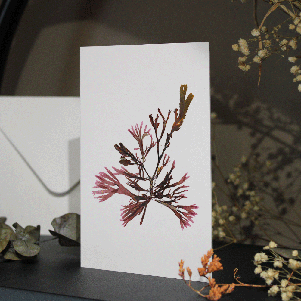 A Blend Seaweed Greeting Card A6