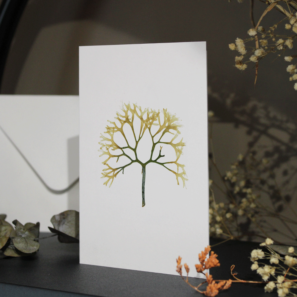 Brown Alga Seaweed Greeting Card A6