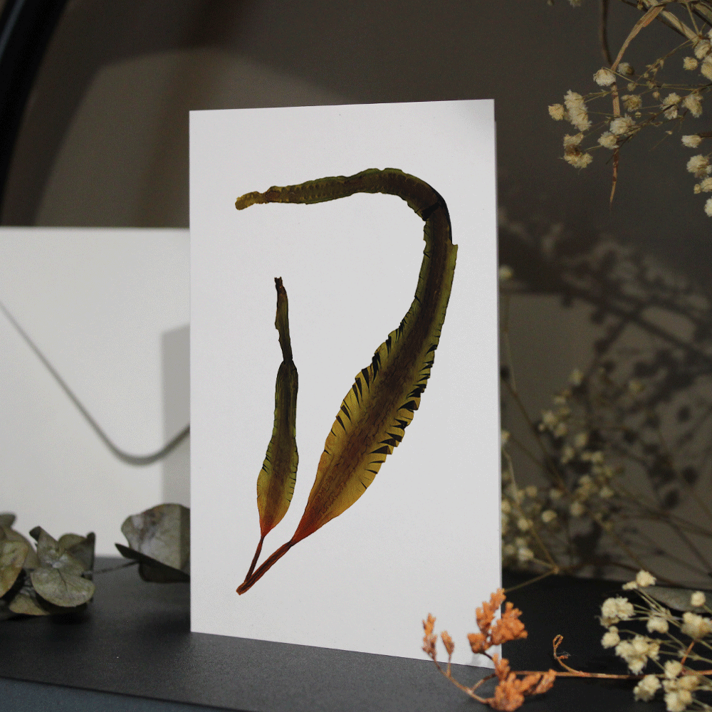 Sugar Kelp Seaweed Greeting Card A6