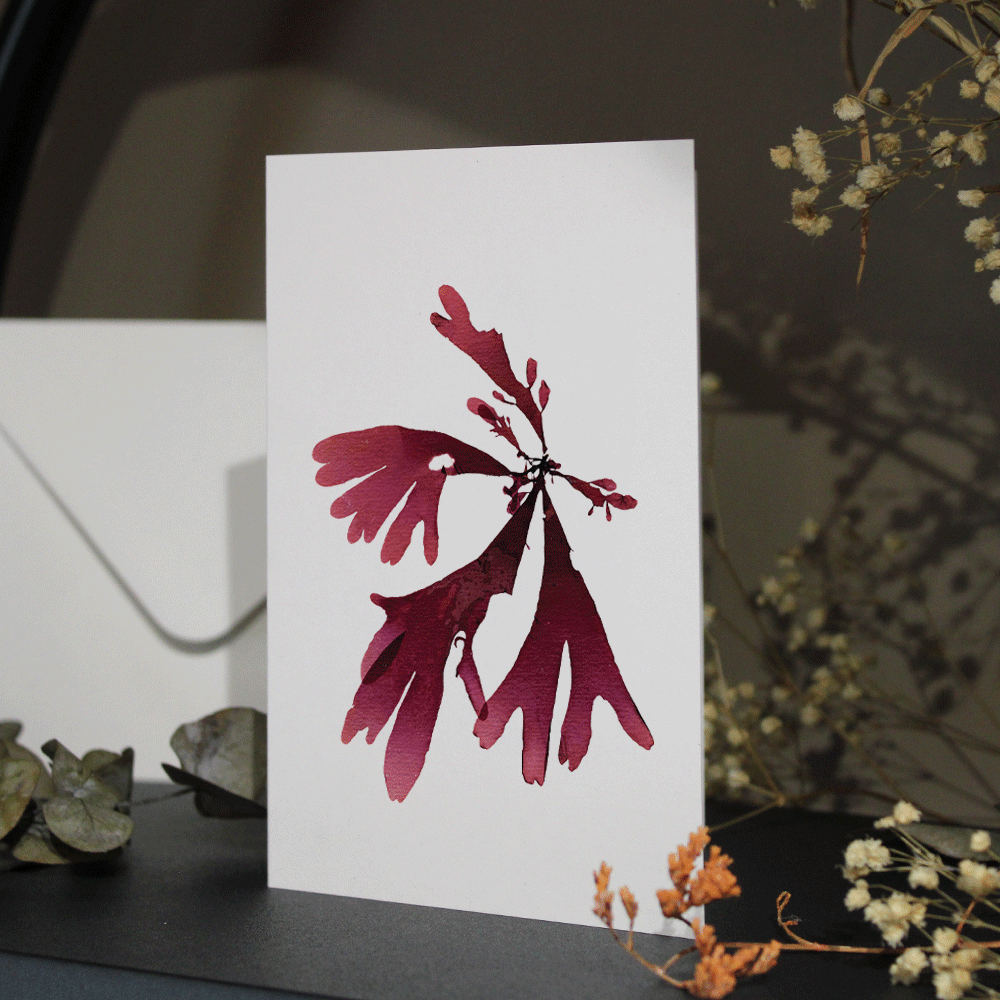 Dulse Seaweed Greeting Card A6