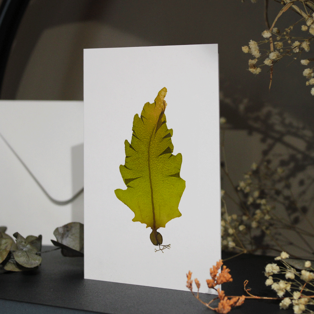 Wakame Seaweed Greeting Card A6