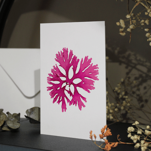 Beautiful Fan Weed Seaweed Greeting Card A6