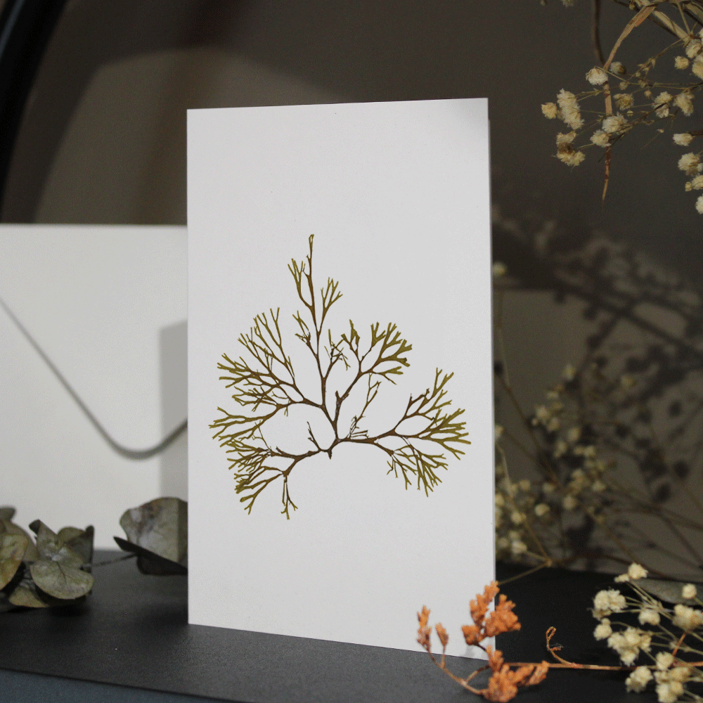 Brown Alga #2 Seaweed Greeting Card A6